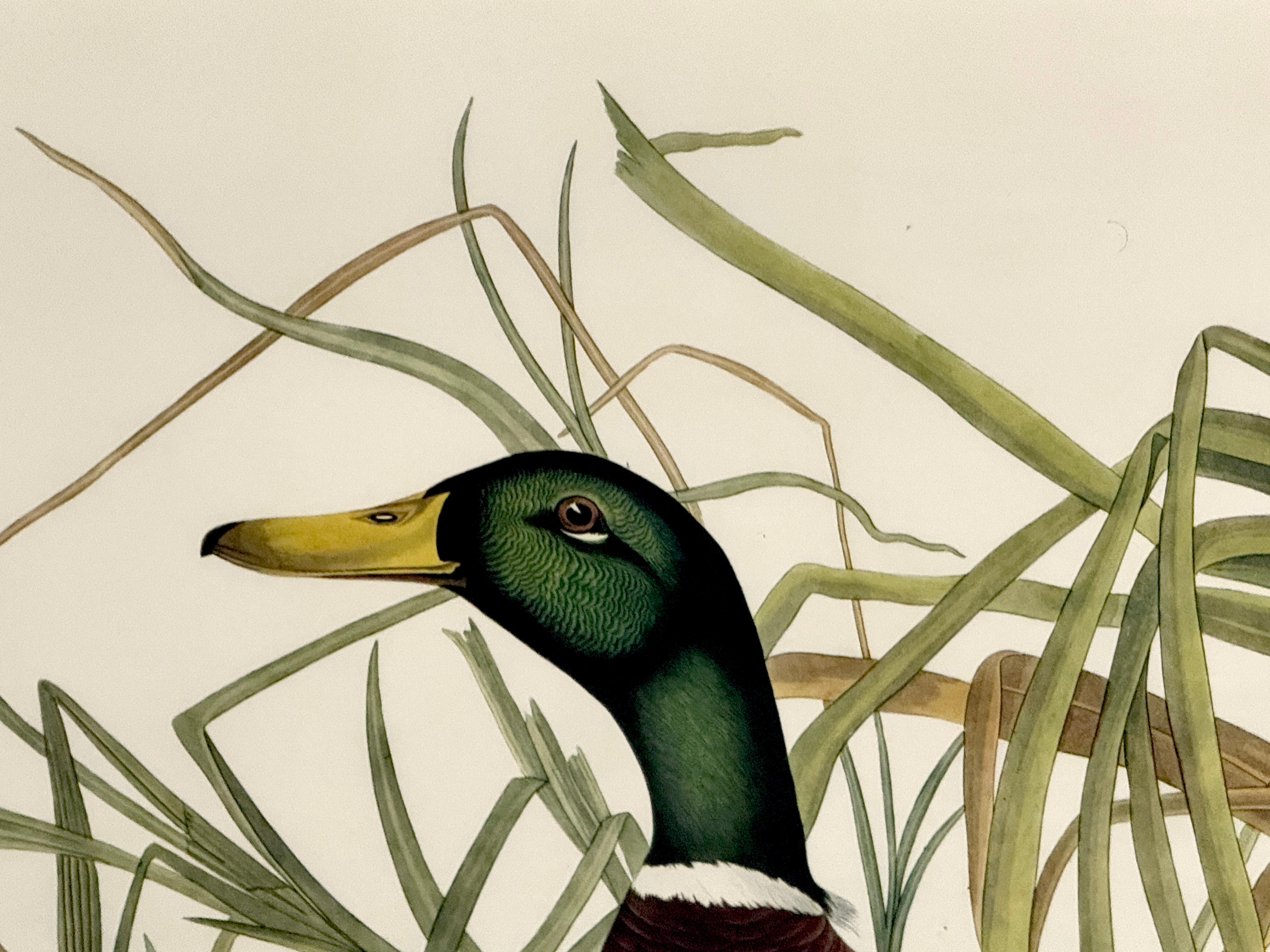 Canard colvert et canard chipeau, d'après John James Audubon, 20e siècle en vente 8