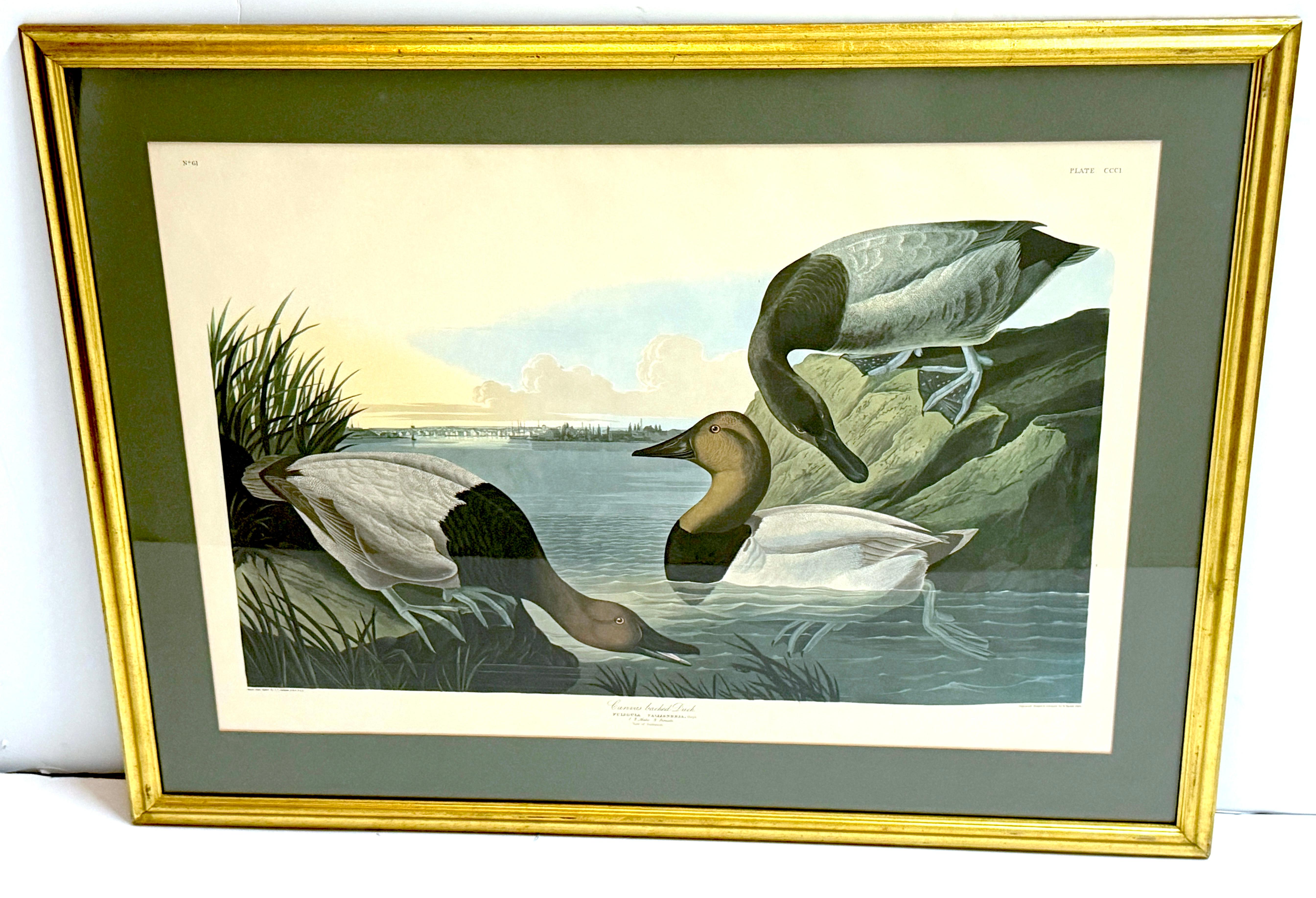 Paire de lithographies de canards colverts et de fuligules à dos blanc, d'après John James Audubon, 20e siècle 

Cette exquise paire de lithographies du XXe siècle, coloriées à la main, représente le canard colvert et le canard chipeau, reproduisant