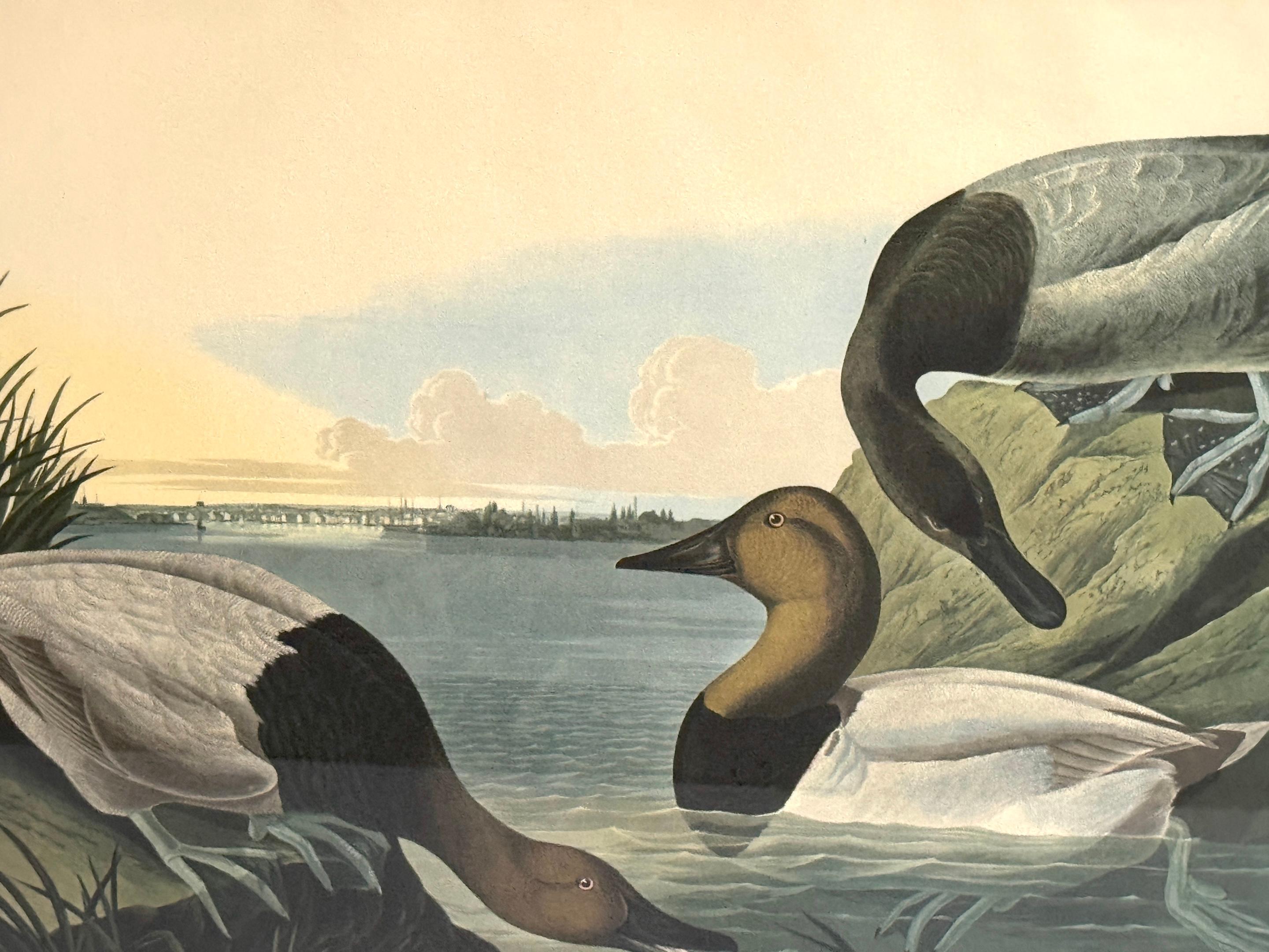 Canard colvert et canard chipeau, d'après John James Audubon, 20e siècle Bon état - En vente à West Palm Beach, FL