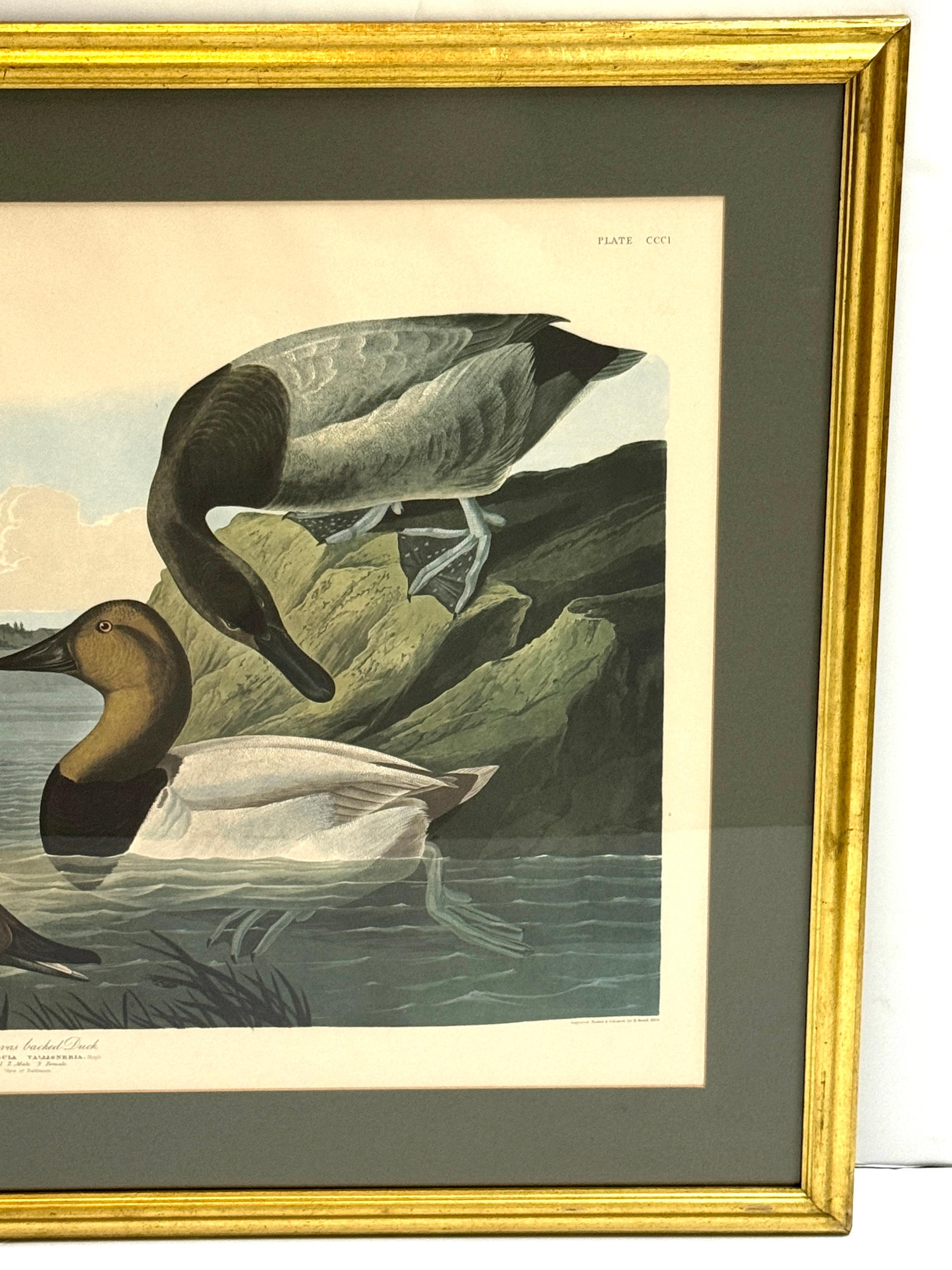 Canard colvert et canard chipeau, d'après John James Audubon, 20e siècle en vente 3