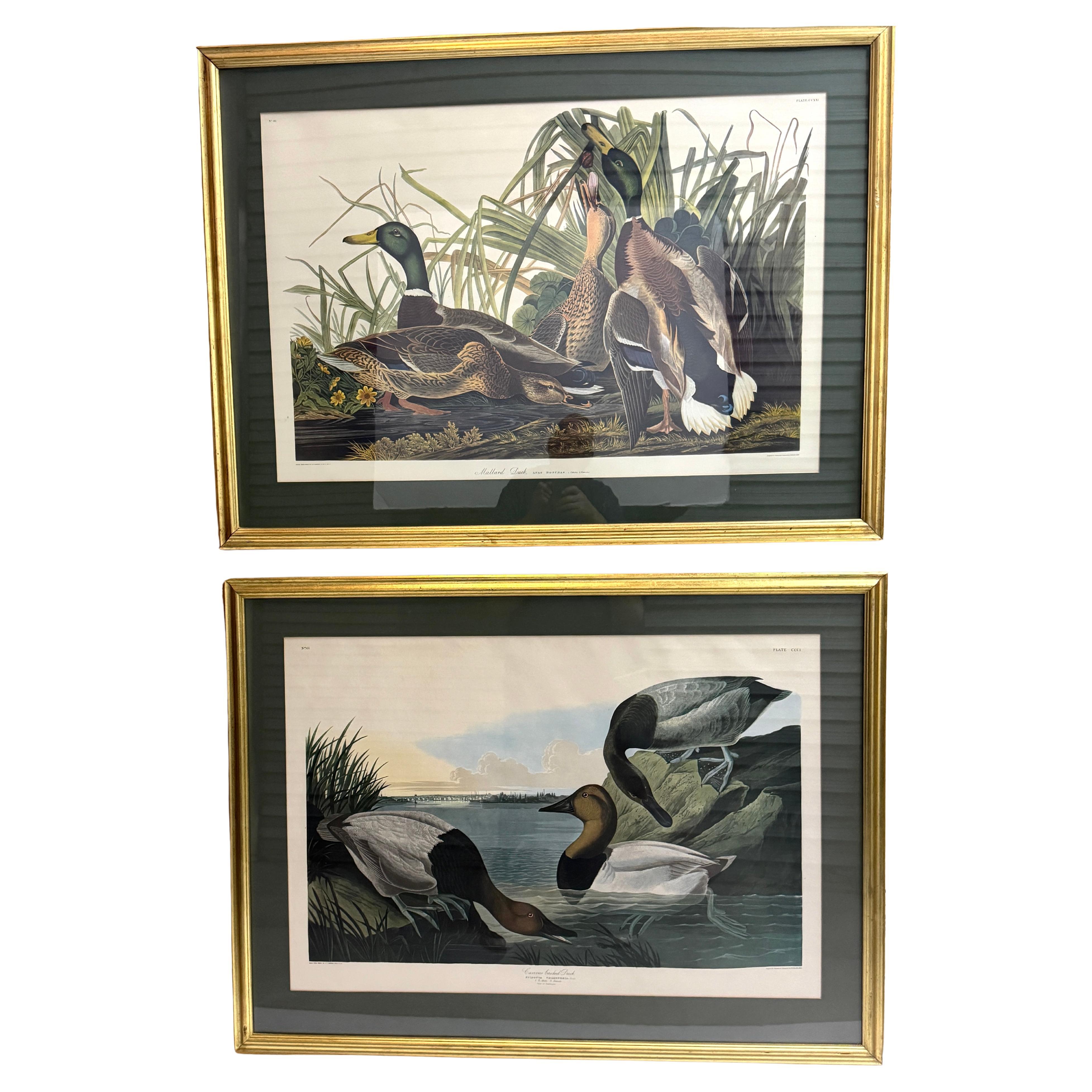 Germano reale e anatra, After John James Audubon, 20° secolo