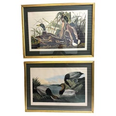 Ánade azulón y ánade friso, After John James Audubon, Siglo XX