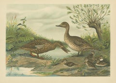 Mallard Duck Family – Antique Bird Chromolithograph with Ducklings c.1880