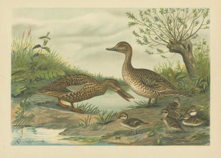 Mallard Duck Family, Antique Bird Chromolithograph with Ducklings c.1880, view 2