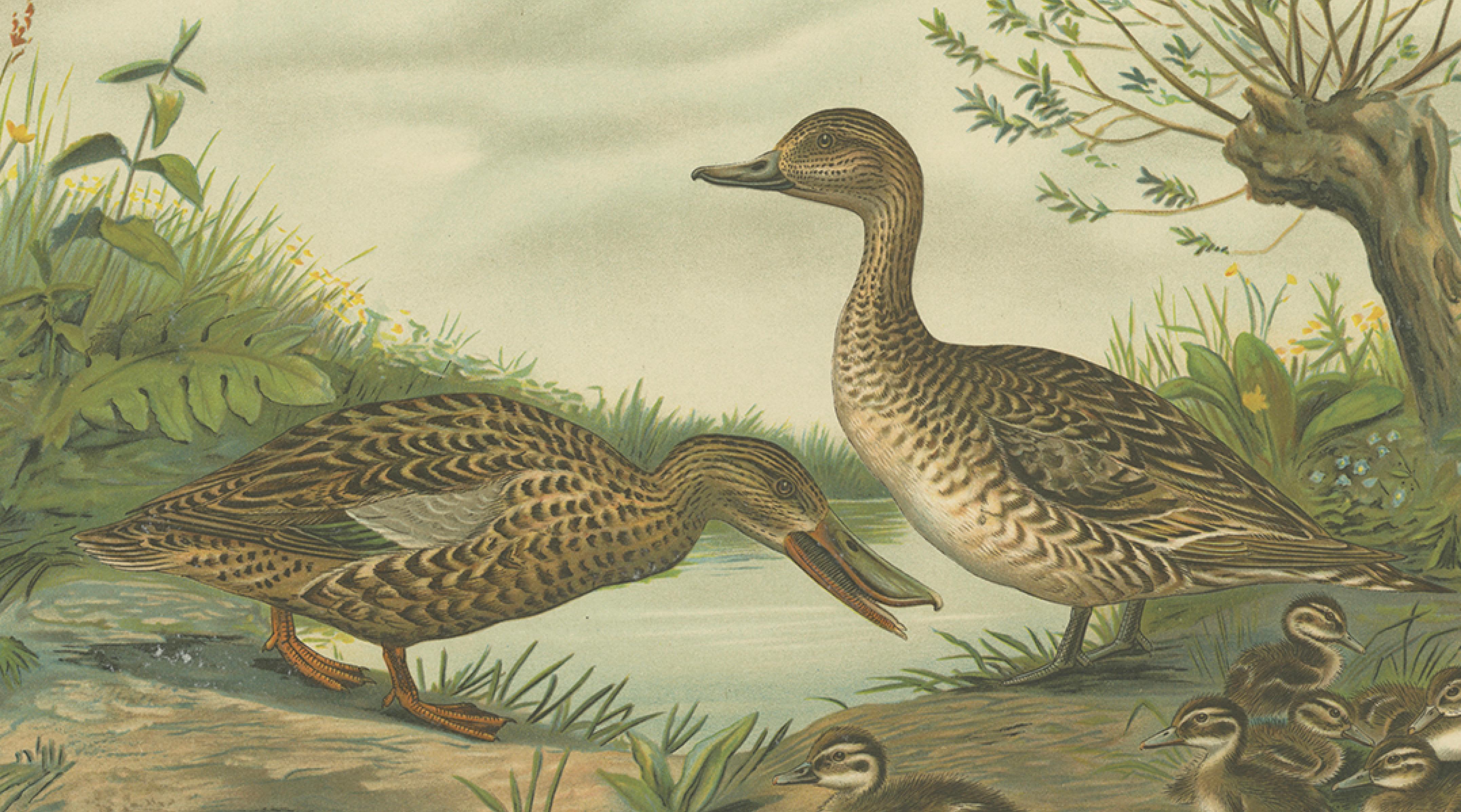 Mallard Duck Family – Antique Bird Chromolithograph with Ducklings c.1880