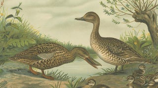 Mallard Duck Family, Antique Bird Chromolithograph with Ducklings c.1880, view 4
