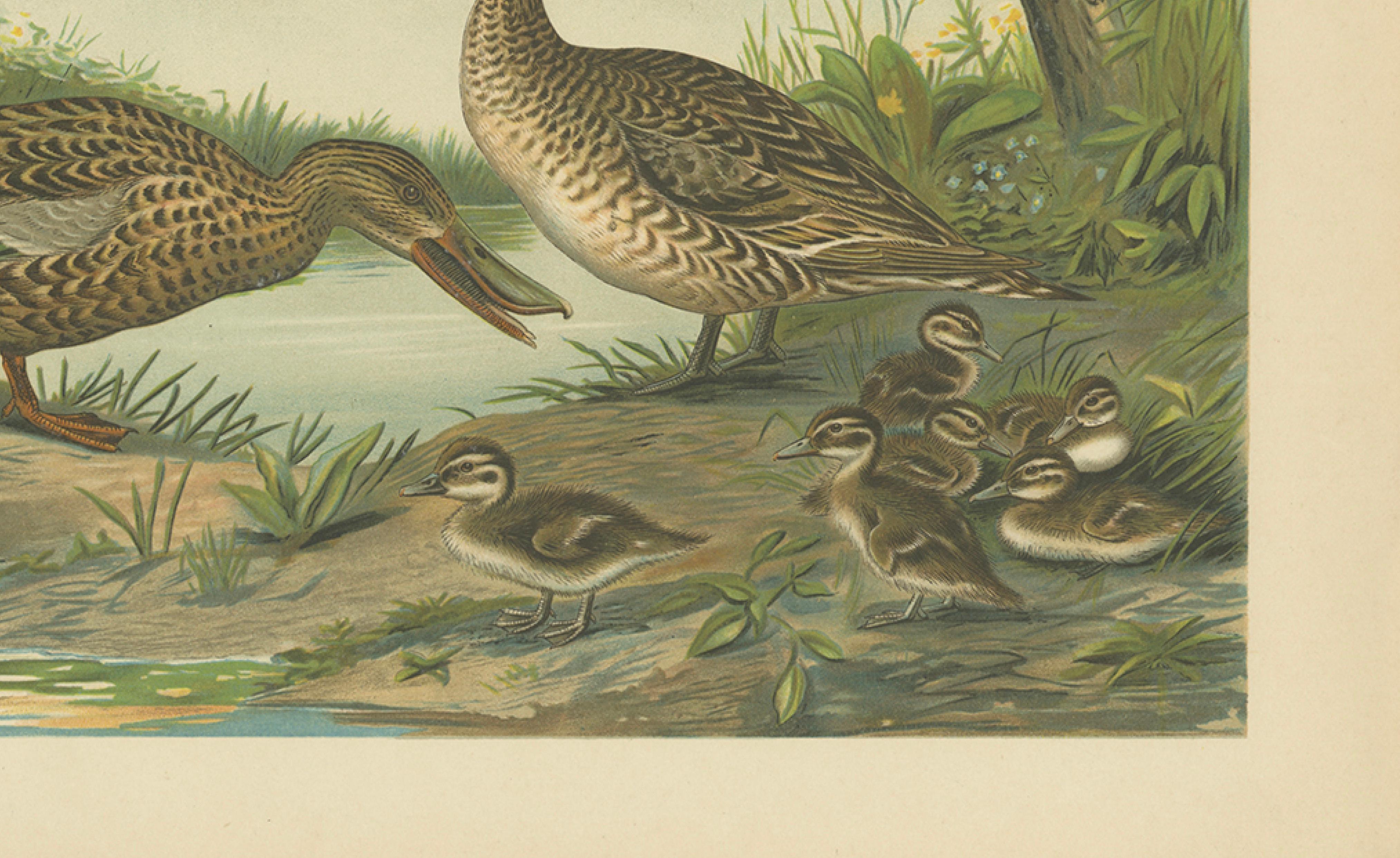 Mallard Duck Family – Antique Bird Chromolithograph with Ducklings c.1880