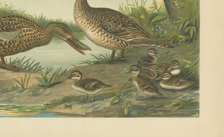 Mallard Duck Family, Antique Bird Chromolithograph with Ducklings c.1880, view 5