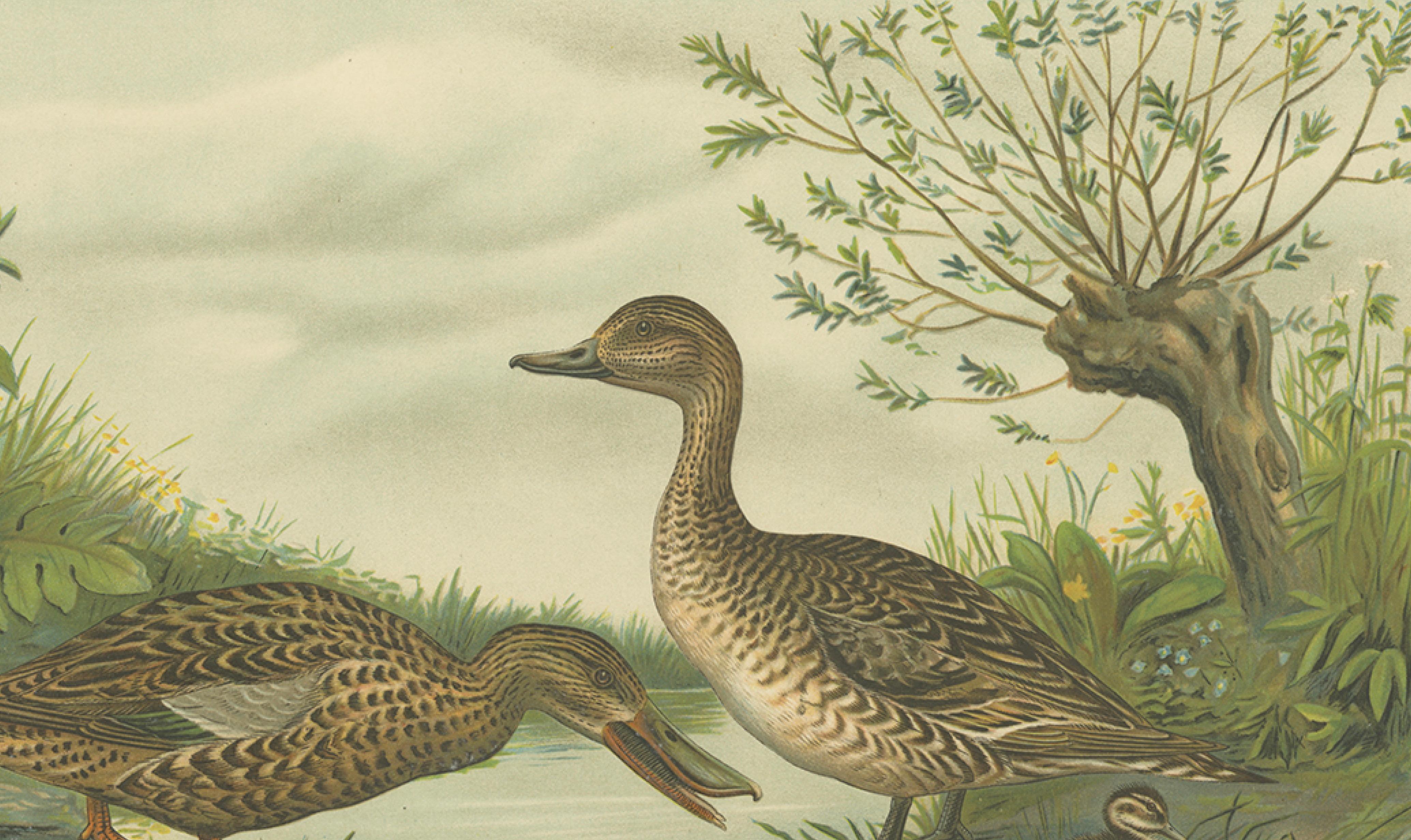 Mallard Duck Family – Antique Bird Chromolithograph with Ducklings c.1880