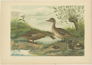 Mallard Duck Family, Antique Bird Chromolithograph with Ducklings c.1880, view 7