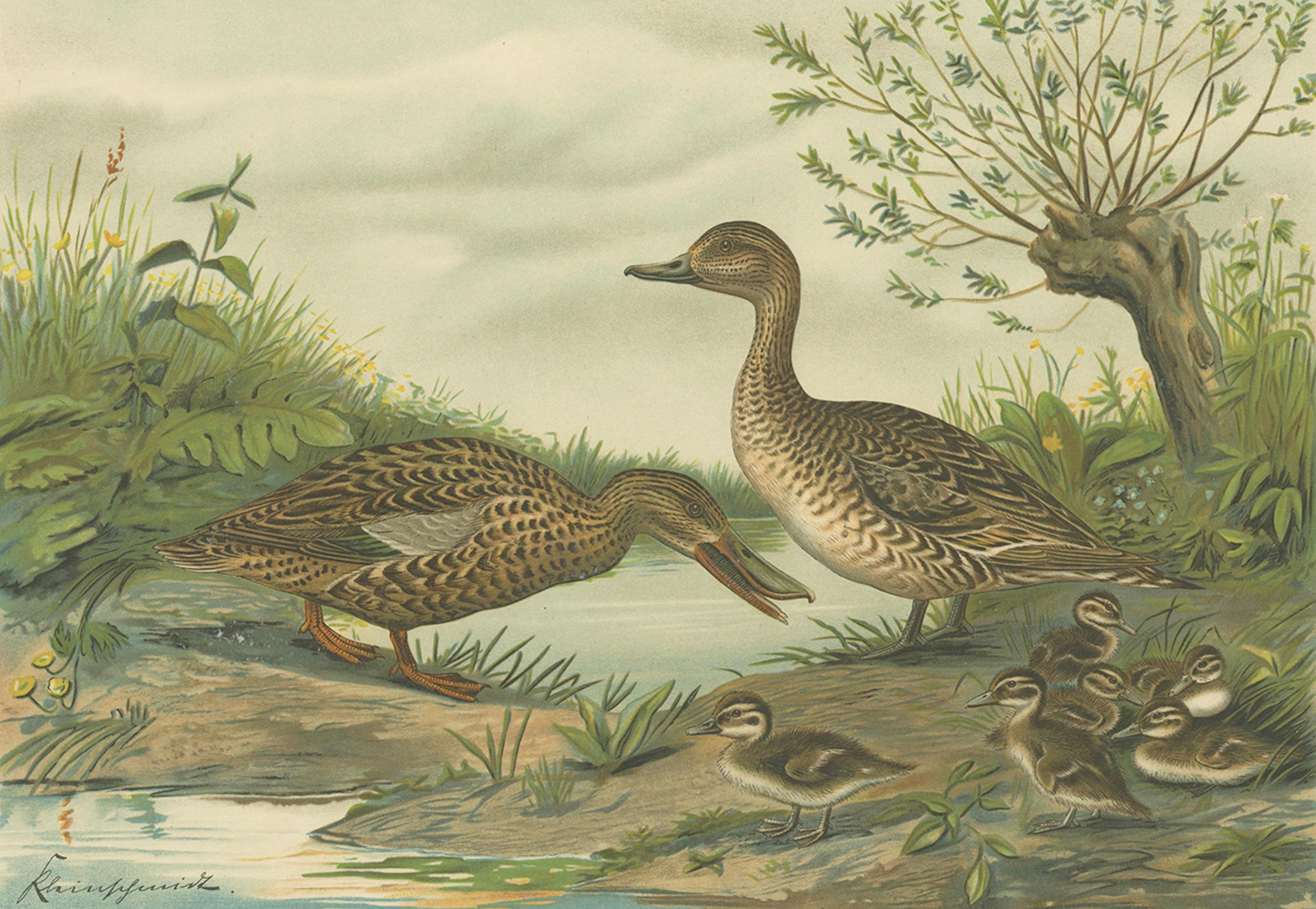 Mallard Duck Family – Antique Bird Chromolithograph with Ducklings c.1880