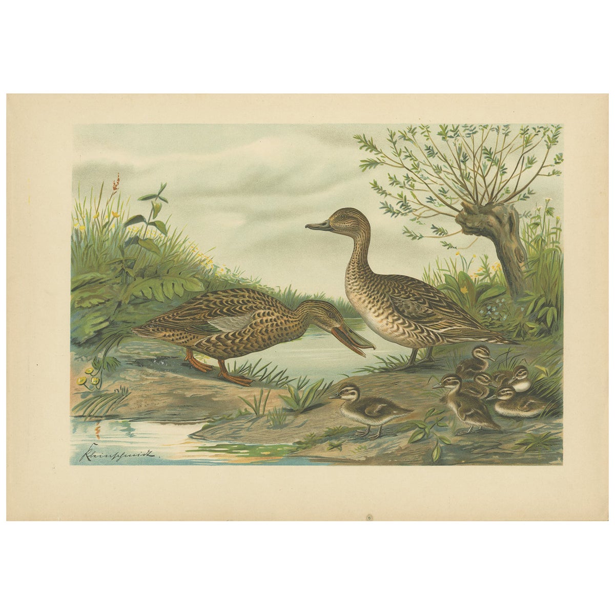 Mallard Duck Family, Antique Bird Chromolithograph with Ducklings c.1880
