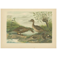 Mallard Duck Family – Antique Bird Chromolithograph with Ducklings c.1880