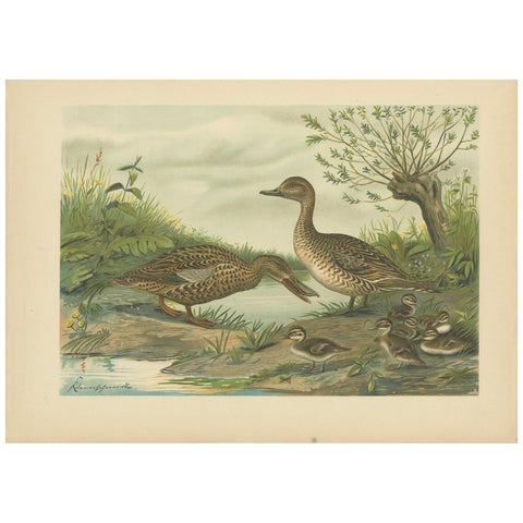 Mallard Duck Family, Antique Bird Chromolithograph with Ducklings c.1880