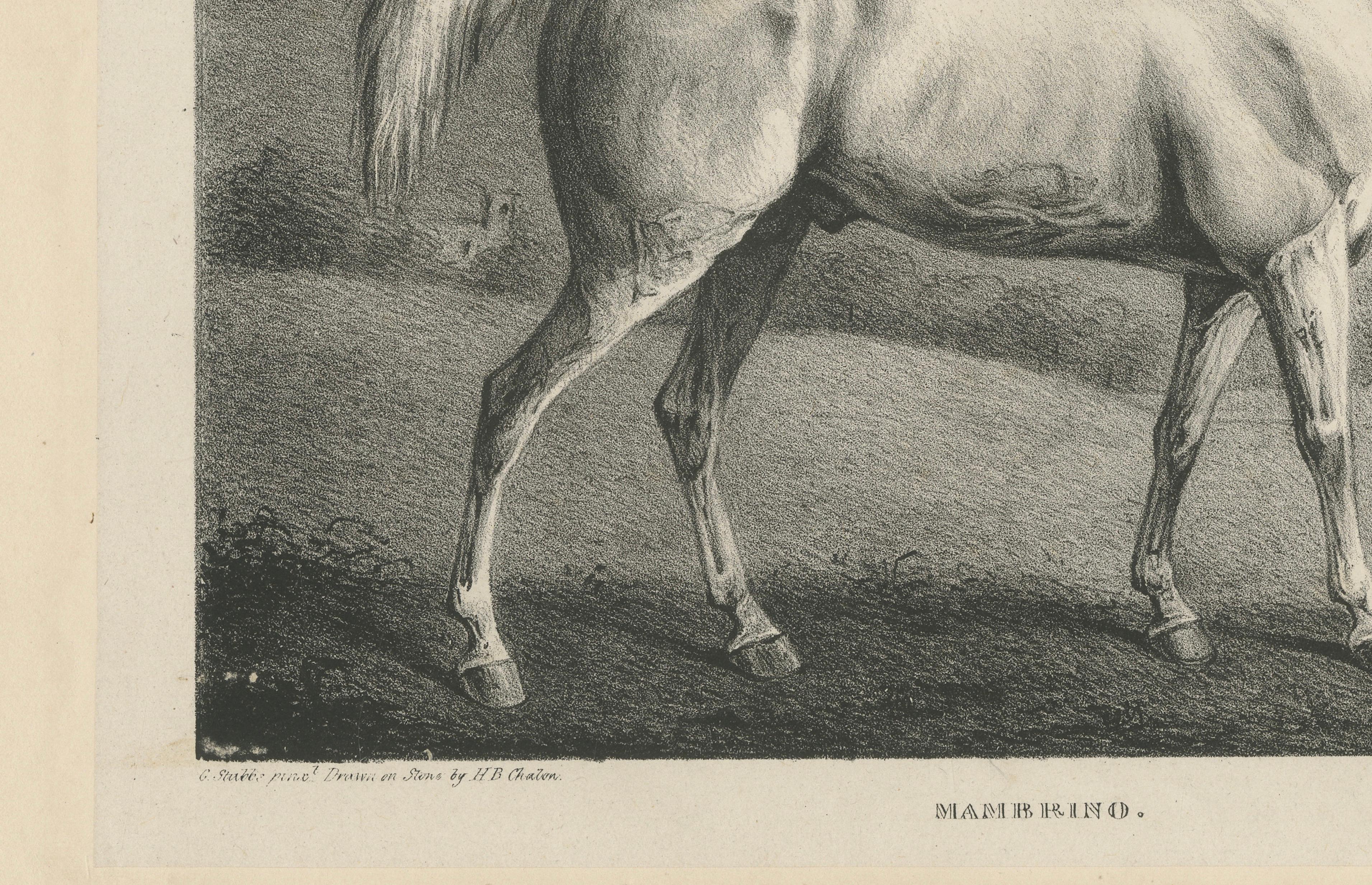 Mambrino – Antique Thoroughbred Horse Portrait, Chalon & Hullmandel c.1840