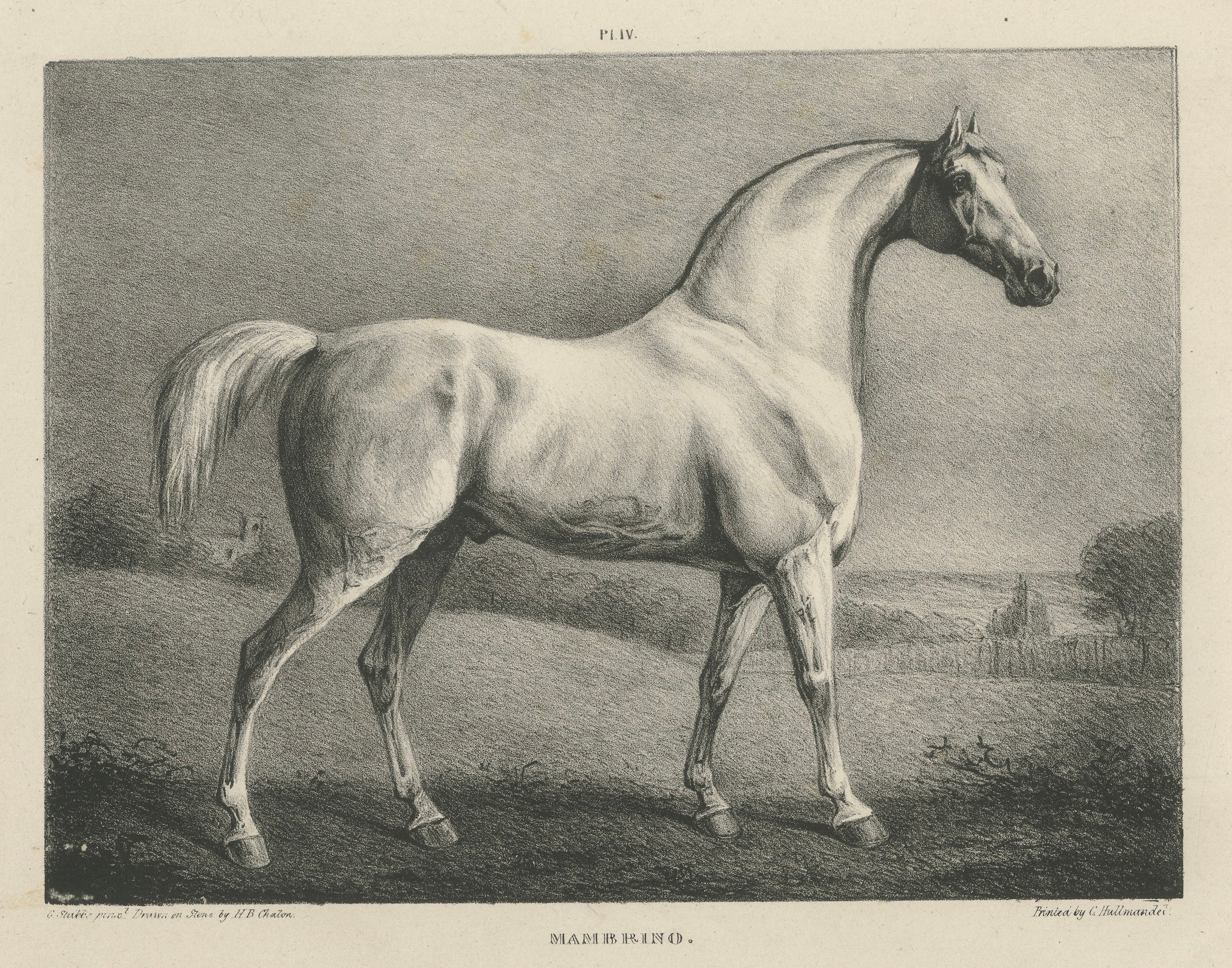 Mambrino – Antique Thoroughbred Horse Portrait, Chalon & Hullmandel c.1840 For Sale