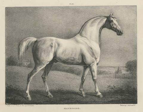 Mambrino – Antique Thoroughbred Horse Portrait, Chalon & Hullmandel c.1840