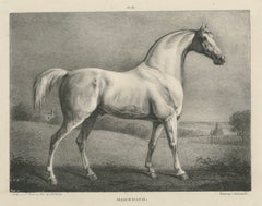 Mambrino – Antique Thoroughbred Horse Portrait, Chalon & Hullmandel c.1840