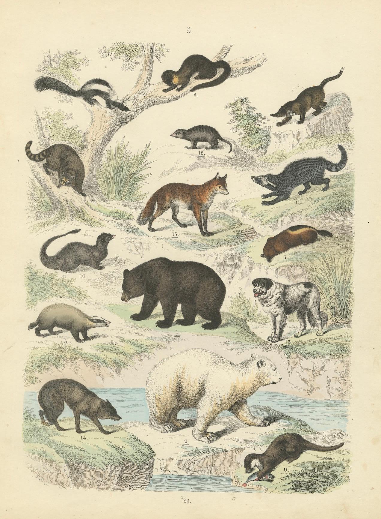 Säugetiere Druck: Bären, Fuchs, Otter & Stinktier - Antike Handkolorierung 1867 im Angebot 4