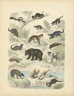 Mammals Print: Bears, Fox, Otter & Skunk – Antique Hand-Coloured 1867