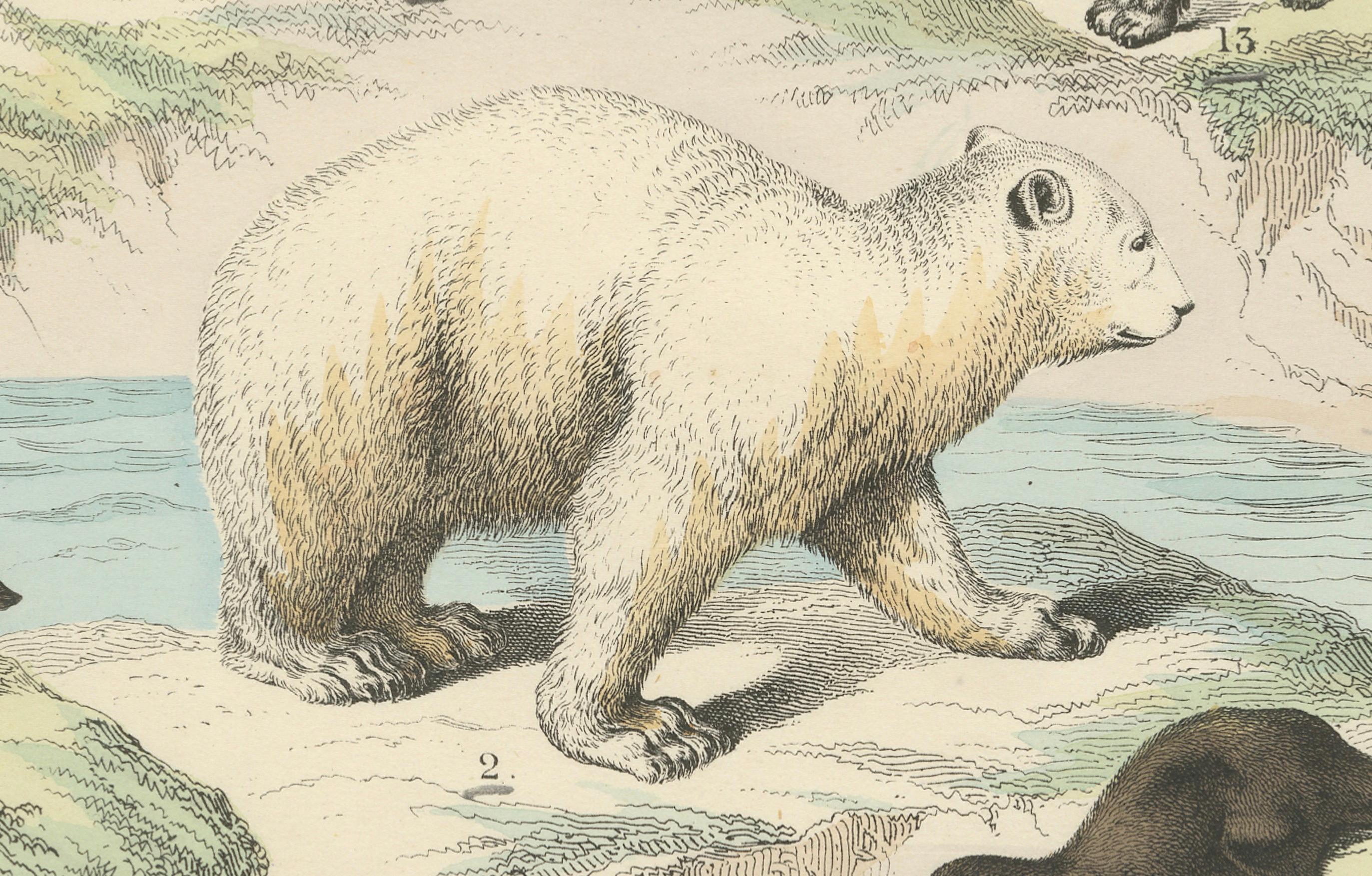 Säugetiere Druck: Bären, Fuchs, Otter & Stinktier - Antike Handkolorierung 1867 (Deutsch) im Angebot