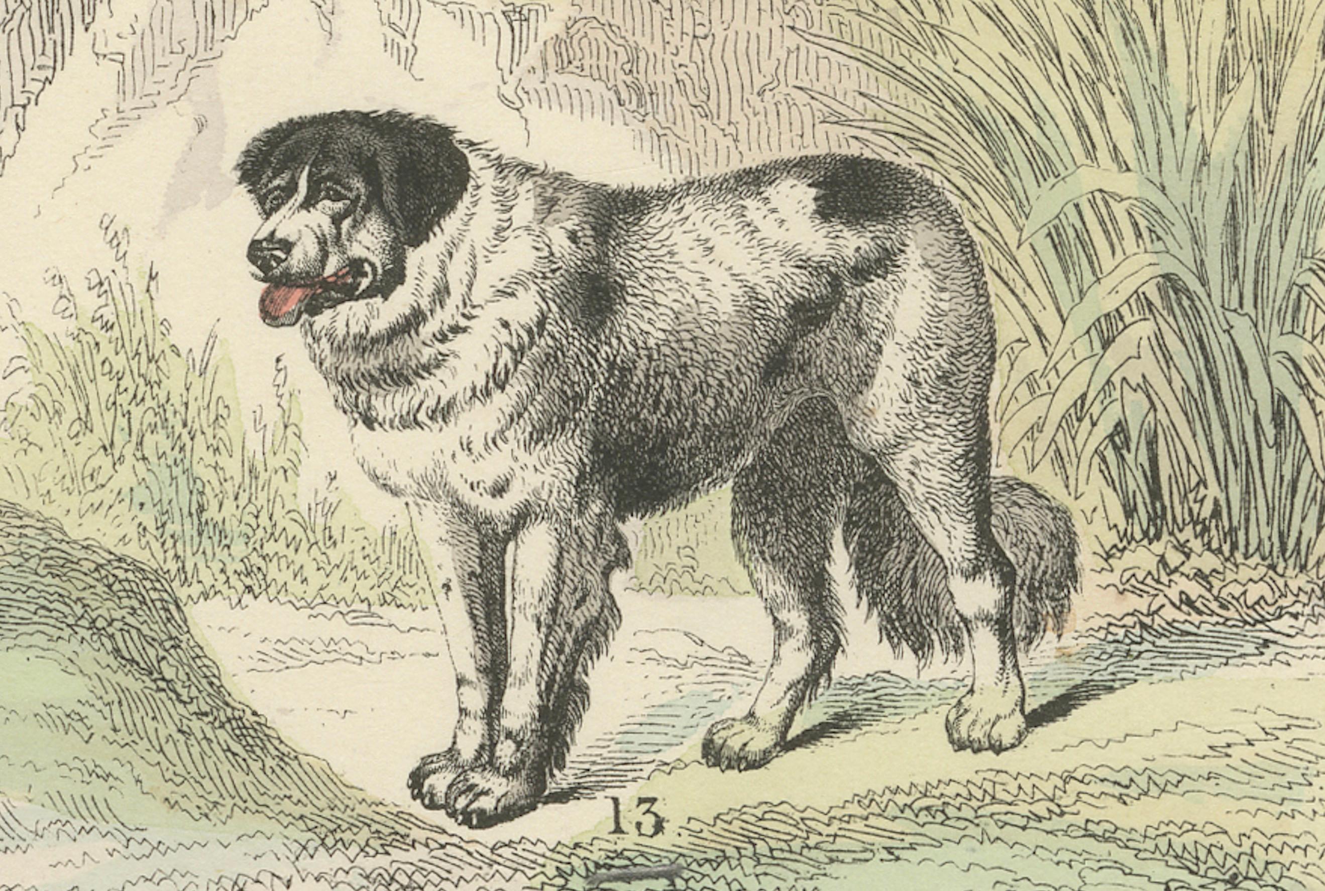 Säugetiere Druck: Bären, Fuchs, Otter & Stinktier - Antike Handkolorierung 1867 im Zustand „Gut“ im Angebot in Langweer, NL