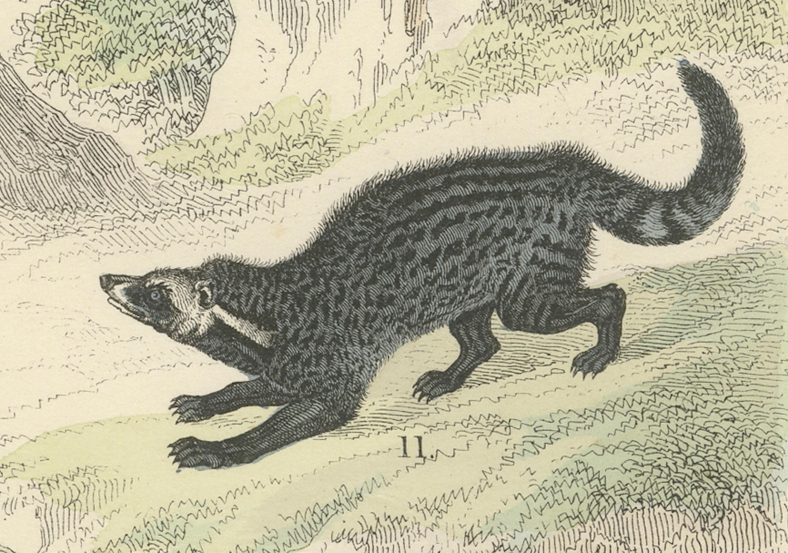 Säugetiere Druck: Bären, Fuchs, Otter & Stinktier - Antike Handkolorierung 1867 (Mittleres 19. Jahrhundert) im Angebot