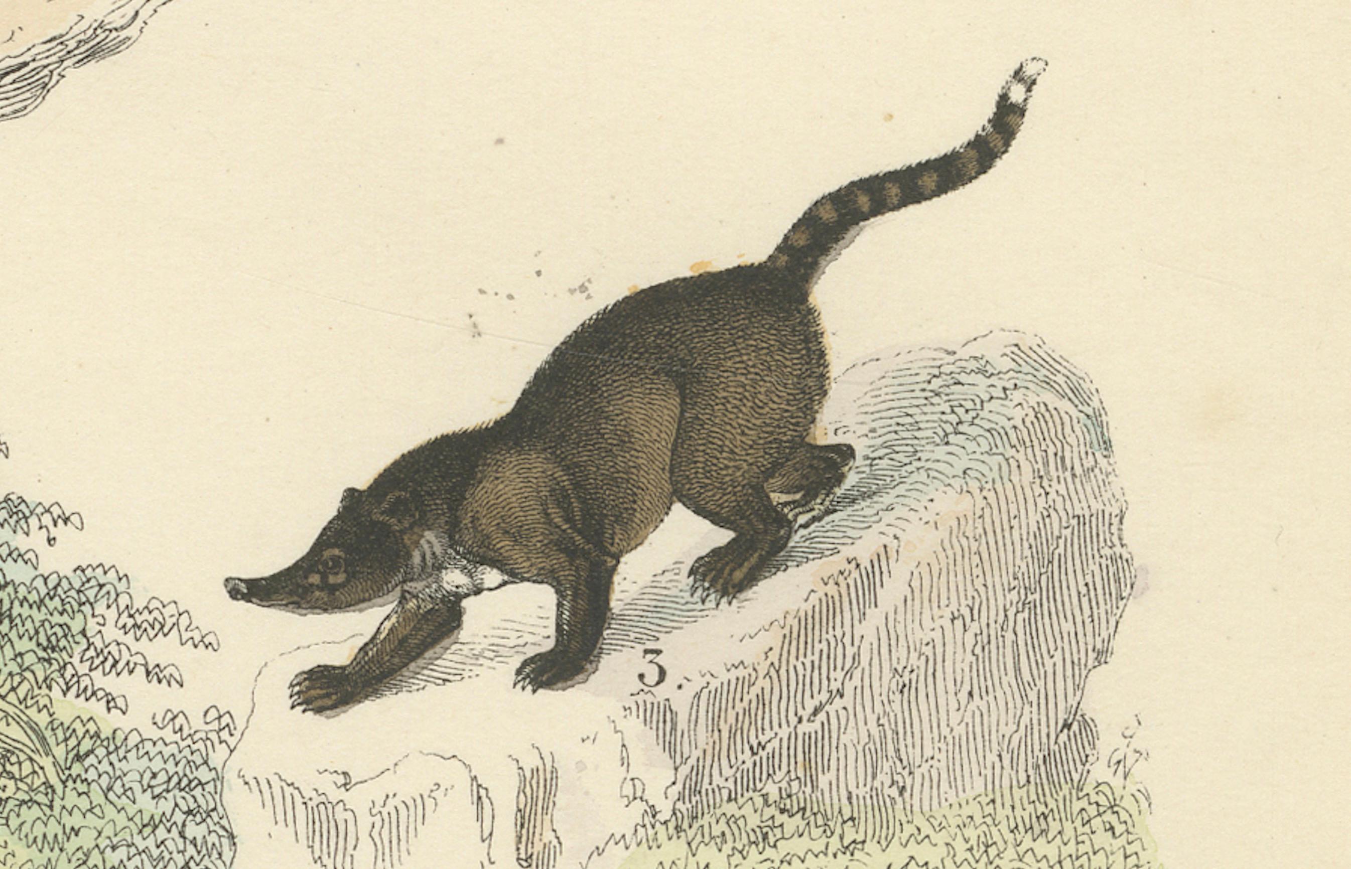 Säugetiere Druck: Bären, Fuchs, Otter & Stinktier - Antike Handkolorierung 1867 (Papier) im Angebot