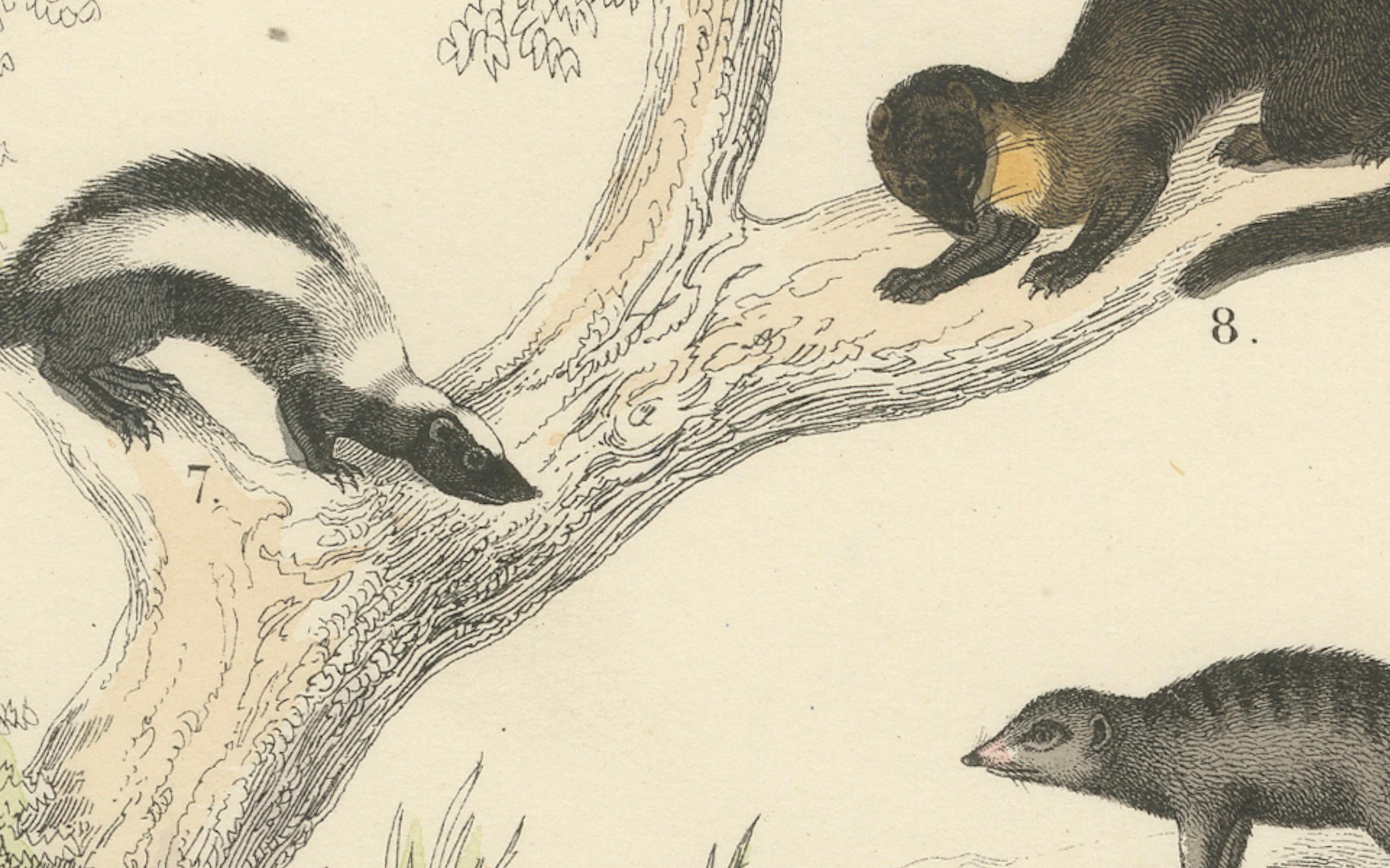 Säugetiere Druck: Bären, Fuchs, Otter & Stinktier - Antike Handkolorierung 1867 im Angebot 1