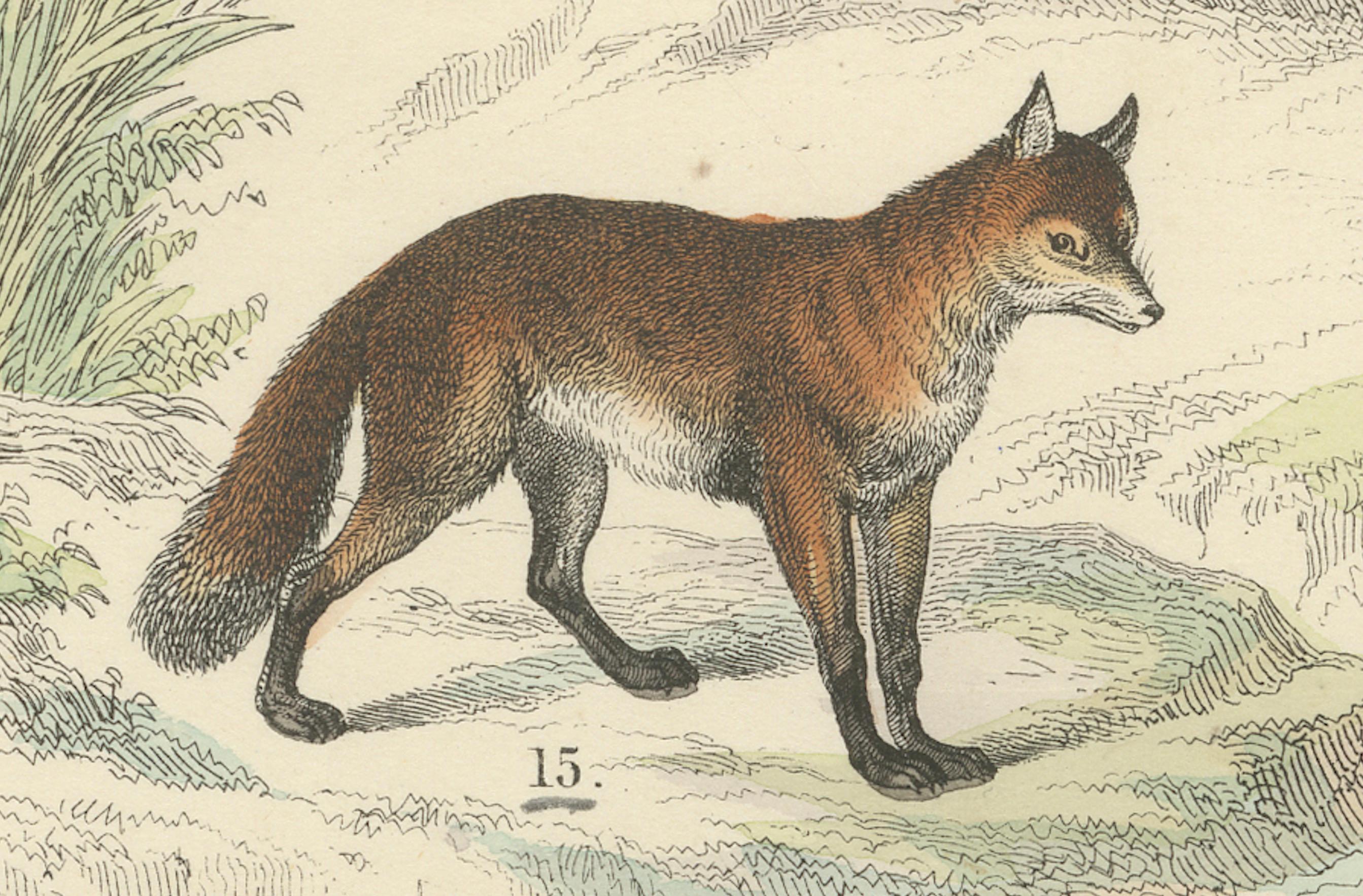 Säugetiere Druck: Bären, Fuchs, Otter & Stinktier - Antike Handkolorierung 1867 im Angebot 2