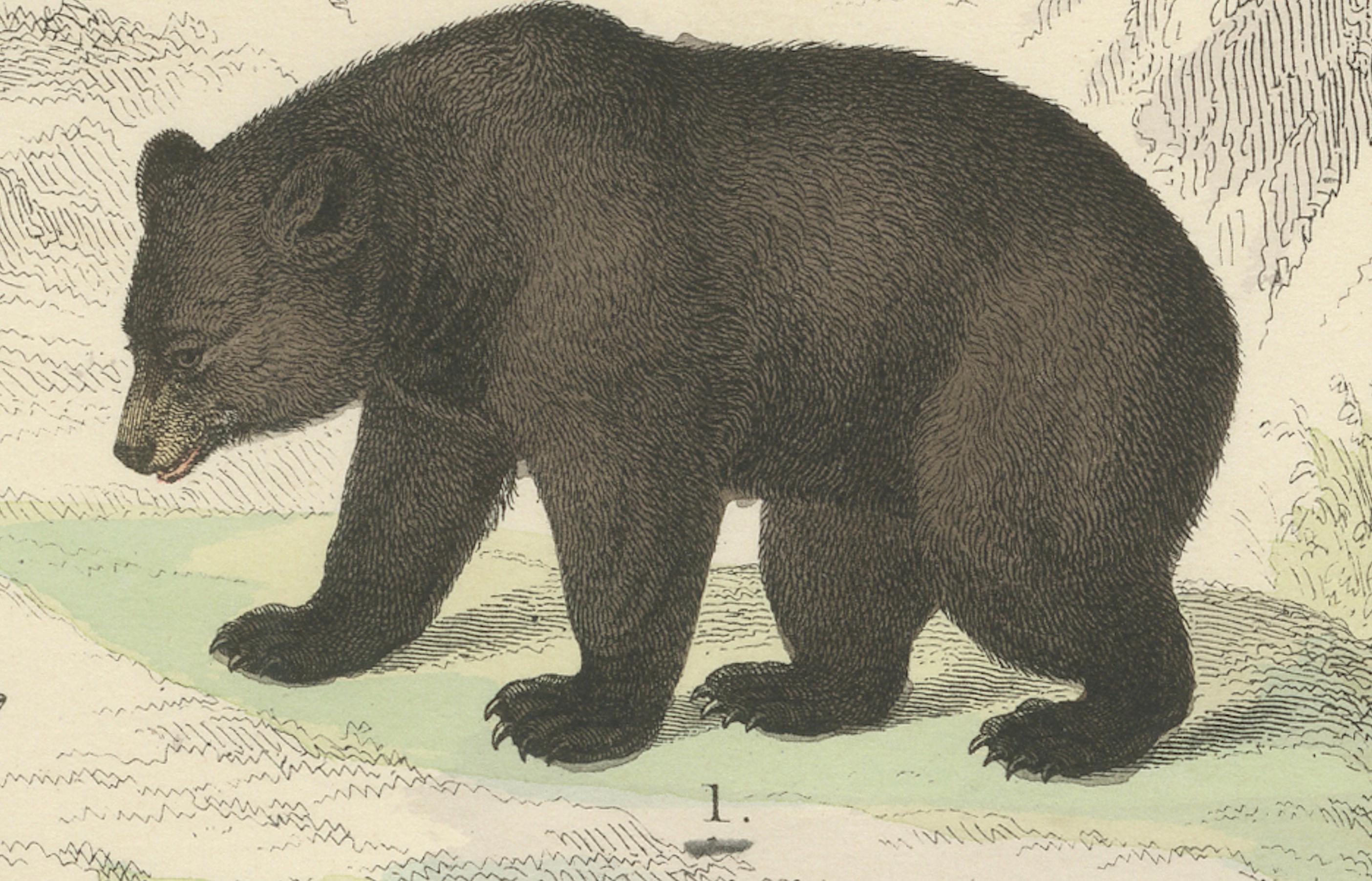Säugetiere Druck: Bären, Fuchs, Otter & Stinktier - Antike Handkolorierung 1867 im Angebot 3
