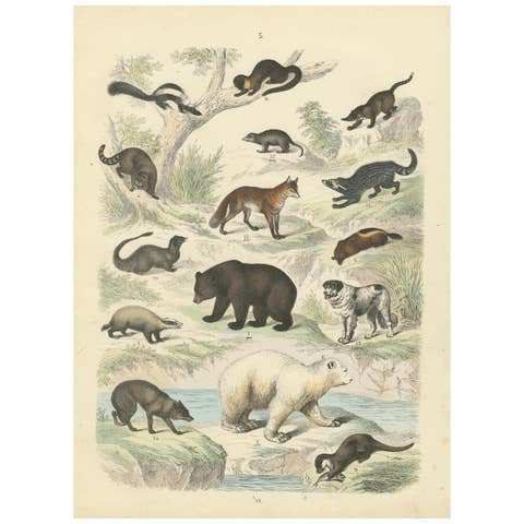 Mammals Print: Bears, Fox, Otter & Skunk – Antique Hand-Coloured 1867