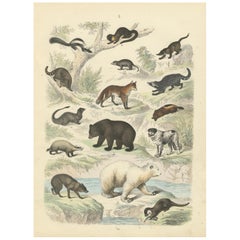 Gravure sur mammifères : Ours, Renard, Loutre et Mouffette - Antique coloriée à la main 1867
