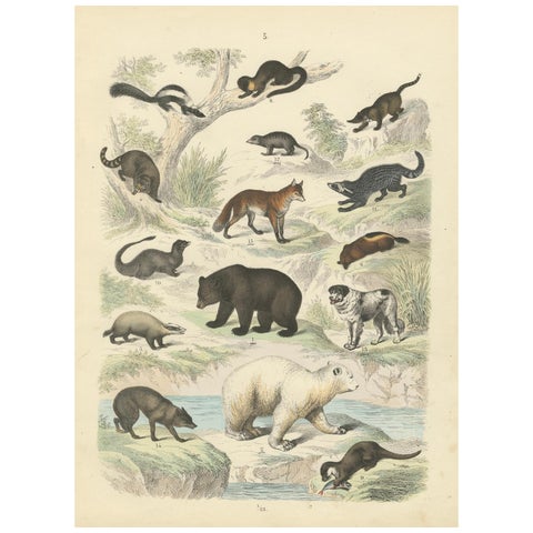 Mammals Print: Bears, Fox, Otter & Skunk, Antique Hand-Coloured 1867