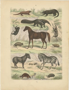 Mammals Print: Horse, Zebra, Anteater & Pangolin – Antique 1867