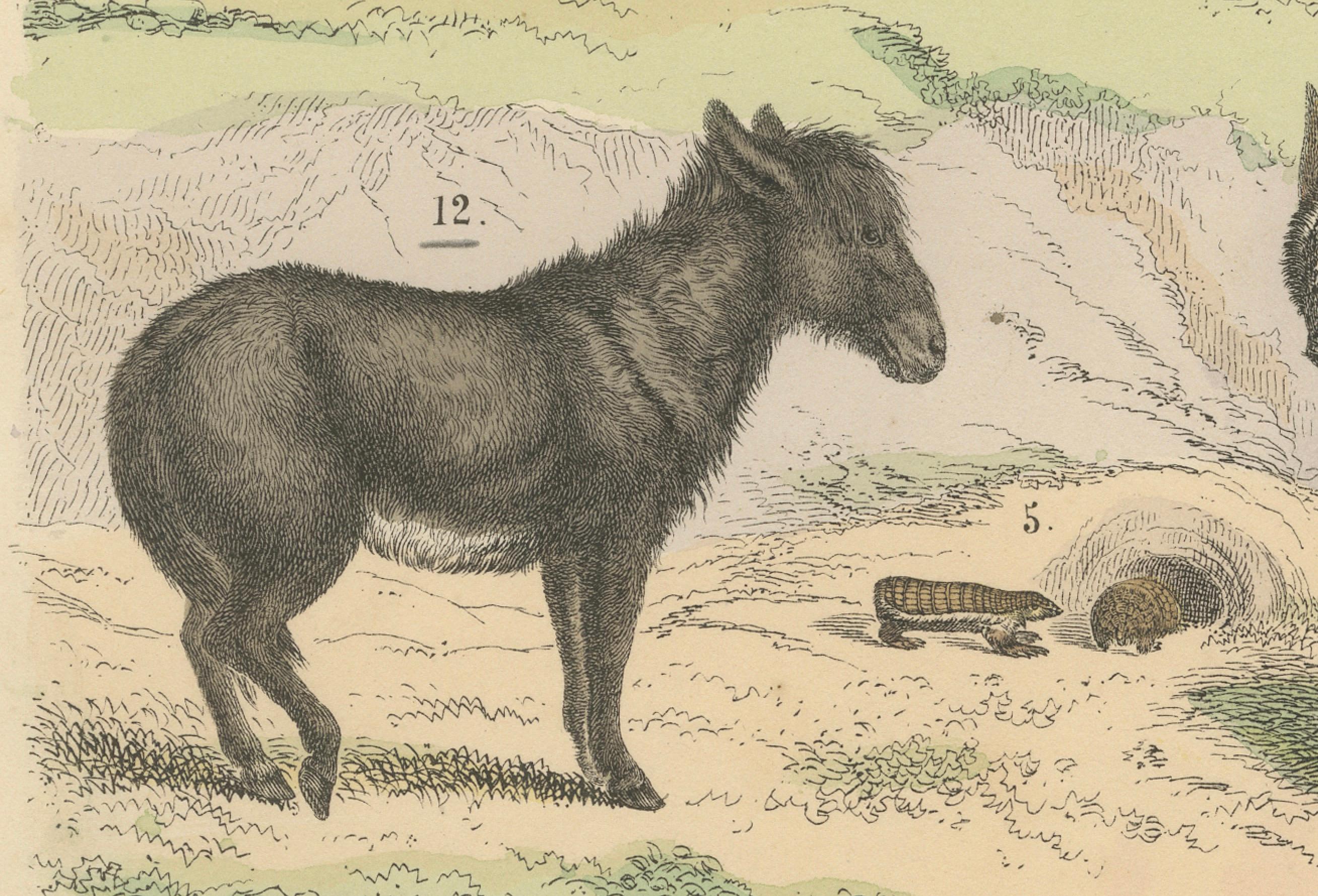 Allemand Gravure sur Mammifères : Cheval, Zèbre, Fourmilier et Pangolin - Antique 1867 en vente