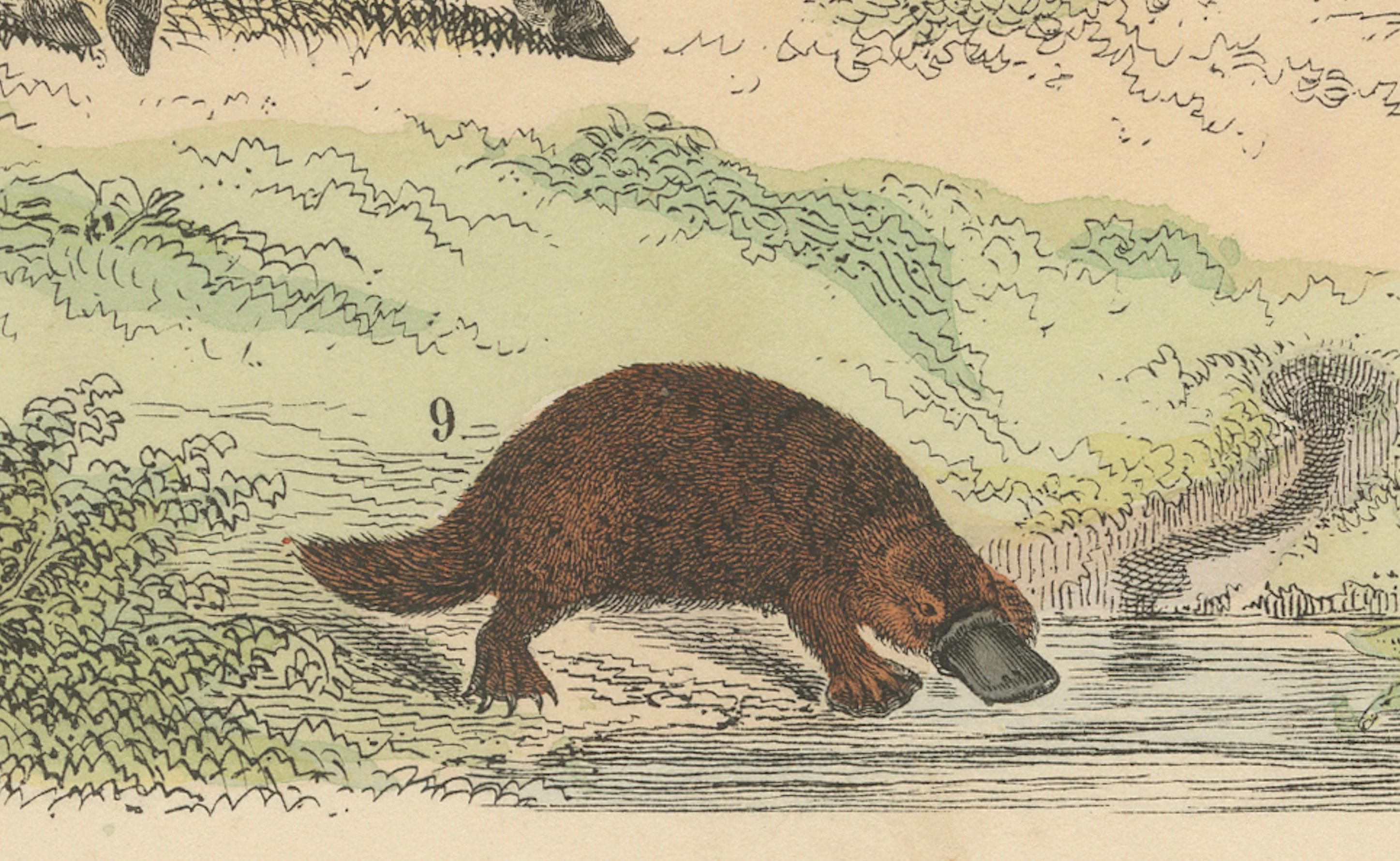 Gravure sur Mammifères : Cheval, Zèbre, Fourmilier et Pangolin - Antique 1867 Bon état - En vente à Langweer, NL