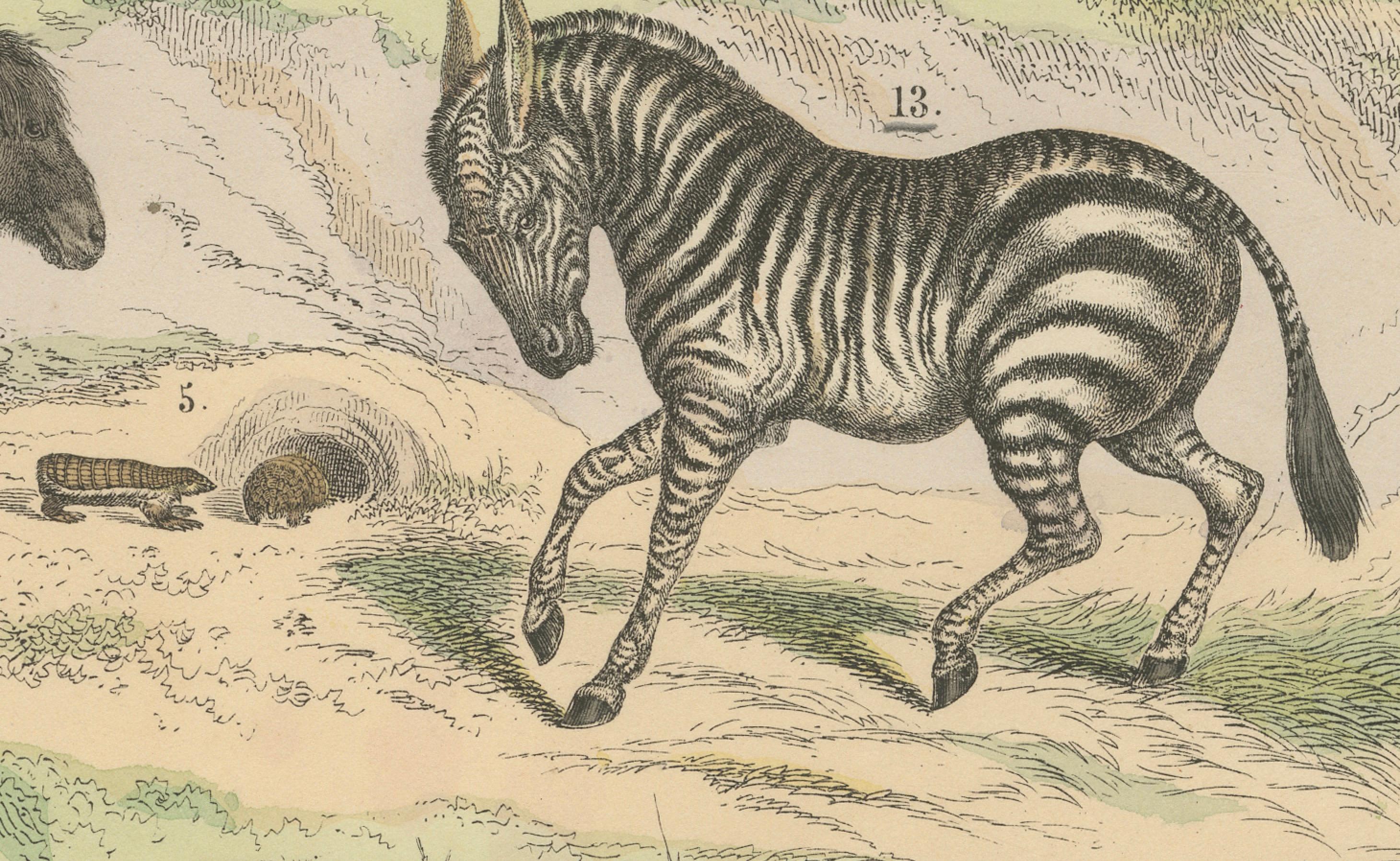 Milieu du XIXe siècle Gravure sur Mammifères : Cheval, Zèbre, Fourmilier et Pangolin - Antique 1867 en vente