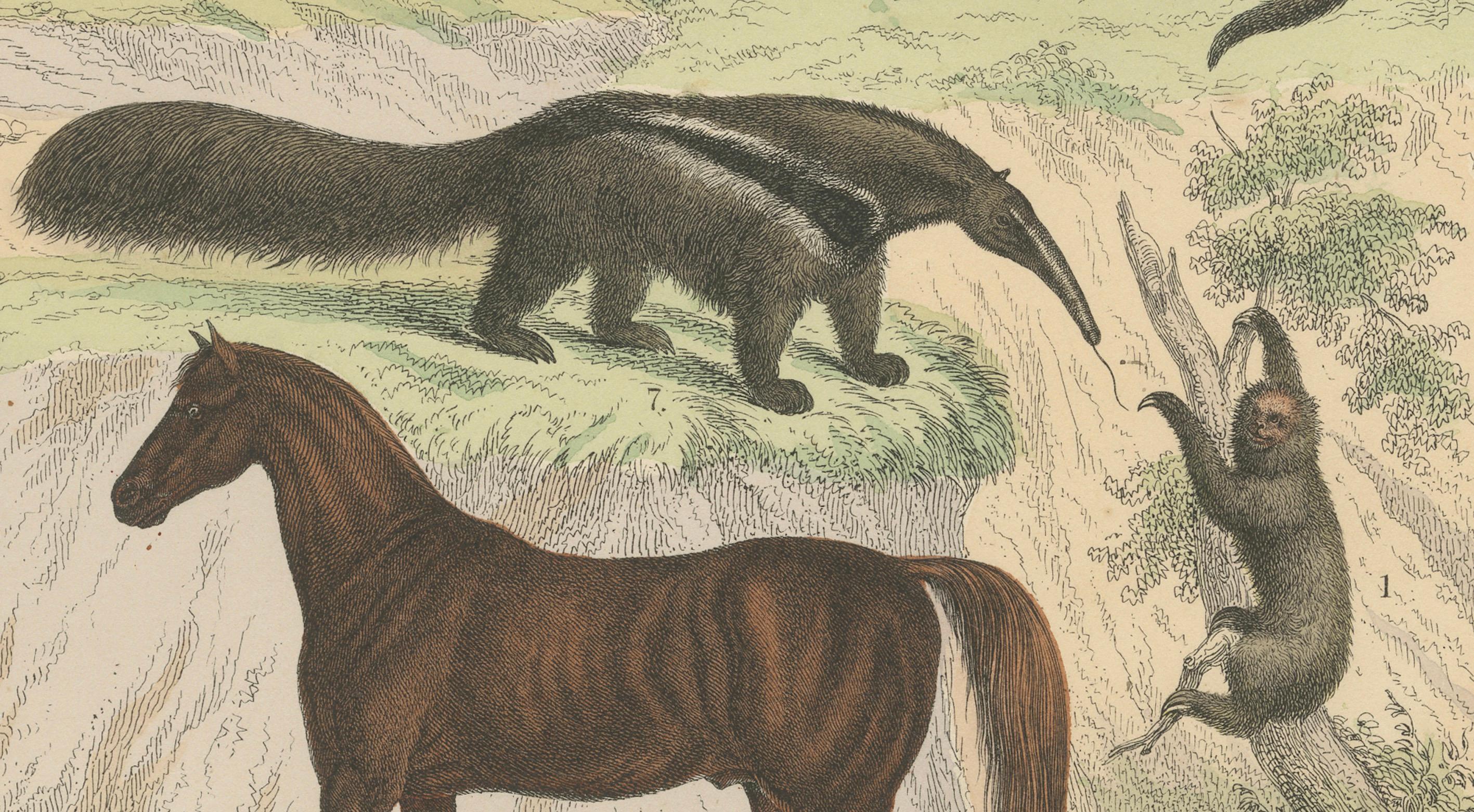 Papier Gravure sur Mammifères : Cheval, Zèbre, Fourmilier et Pangolin - Antique 1867 en vente