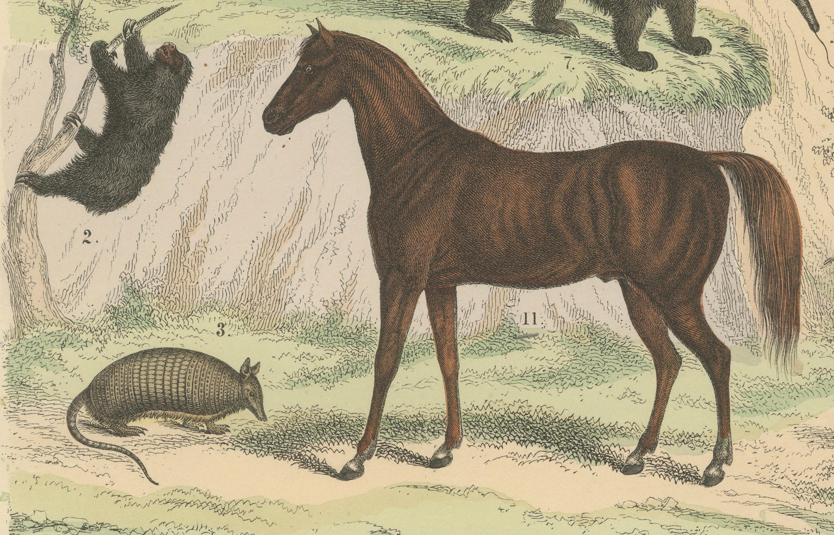 Gravure sur Mammifères : Cheval, Zèbre, Fourmilier et Pangolin - Antique 1867 en vente 2
