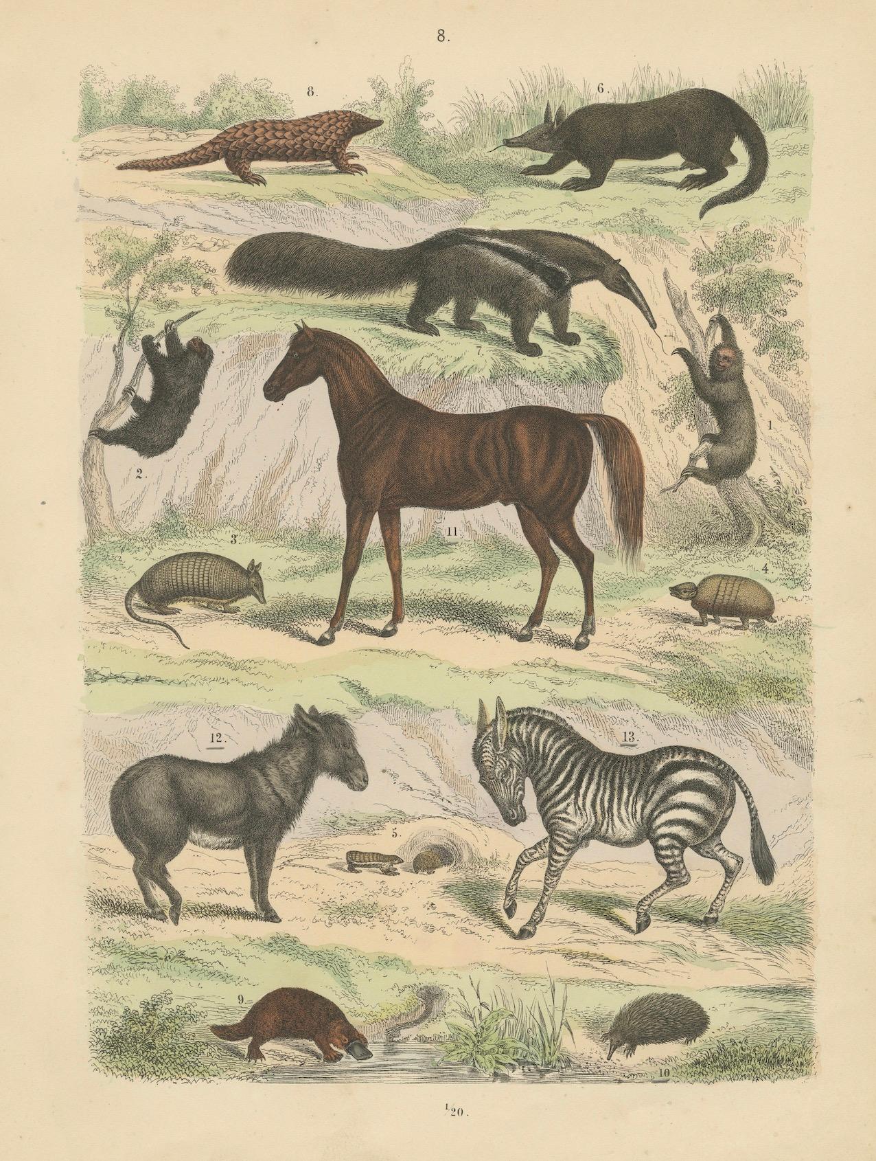 Gravure sur Mammifères : Cheval, Zèbre, Fourmilier et Pangolin - Antique 1867 en vente 3