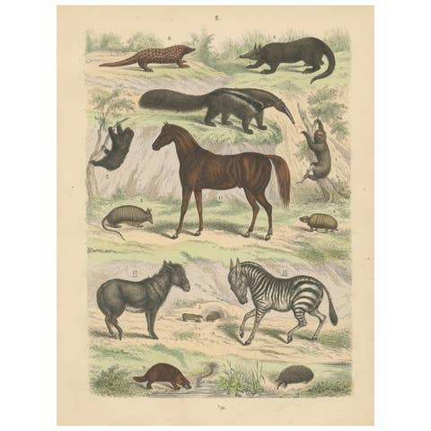 Mammals Print: Horse, Zebra, Anteater & Pangolin – Antique 1867