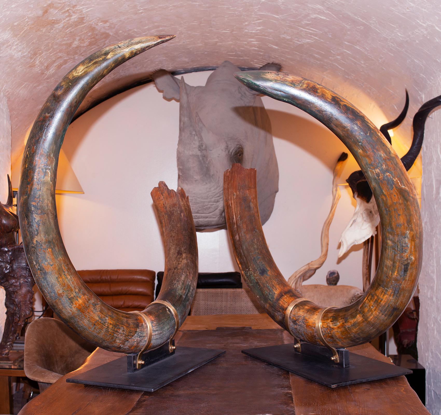 Tusks mammoth pair of big, king size. Ultra rare Wooly mammoth
(Mammuthus primigenius), in perfect condition. This huge
pair is from Siberian Permafrost. Both tusks were recovered
in the same place. The ivory of each tusk is of the