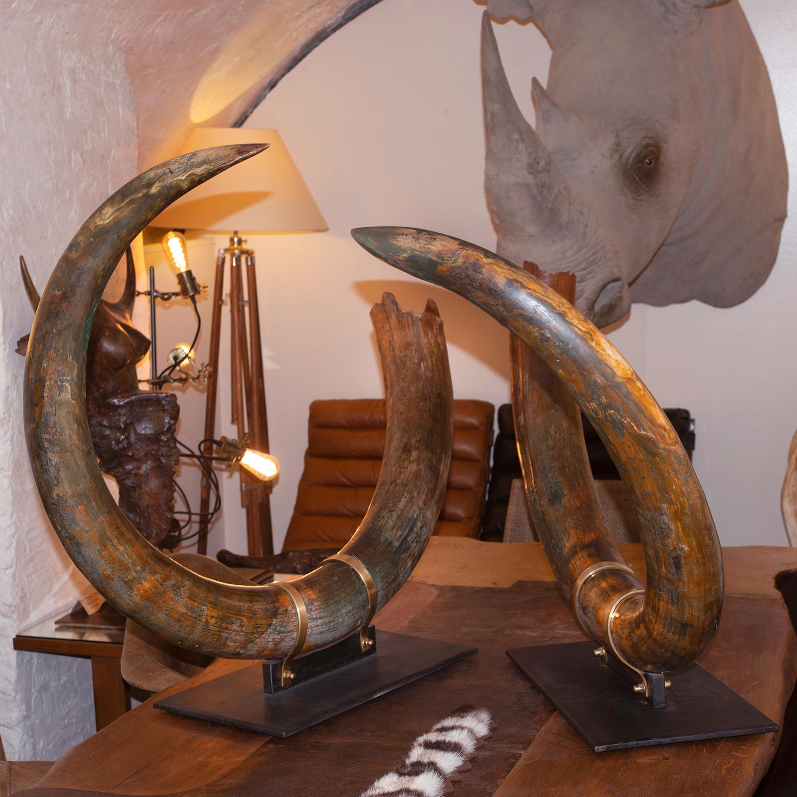 Russian Mammoth Pair of Big Tusks