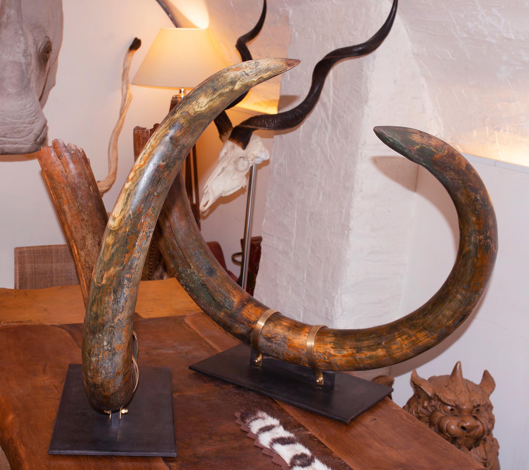 Mammoth Pair of Big Tusks In Excellent Condition In Paris, FR
