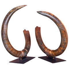 Mammoth Pair of Big Tusks