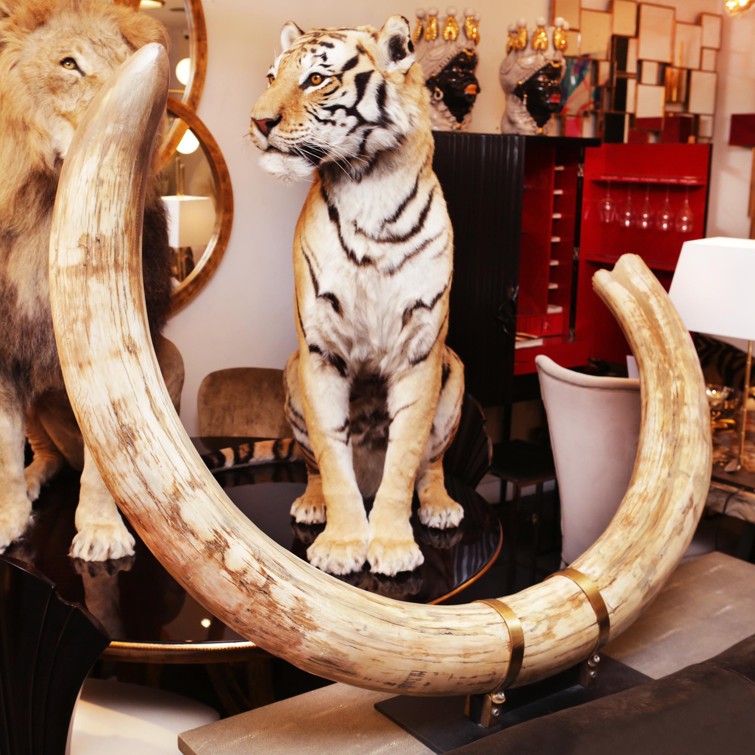 Tusk Mammoth pure ivory big. Ultra rare Wooly Mammoth
(Mammuthus primigenius), in perfect condition. This huge
tusk is from Siberian Permafrost. The ivory of this tusk is of
the highest quality, category A, near the perfection,
meticulously