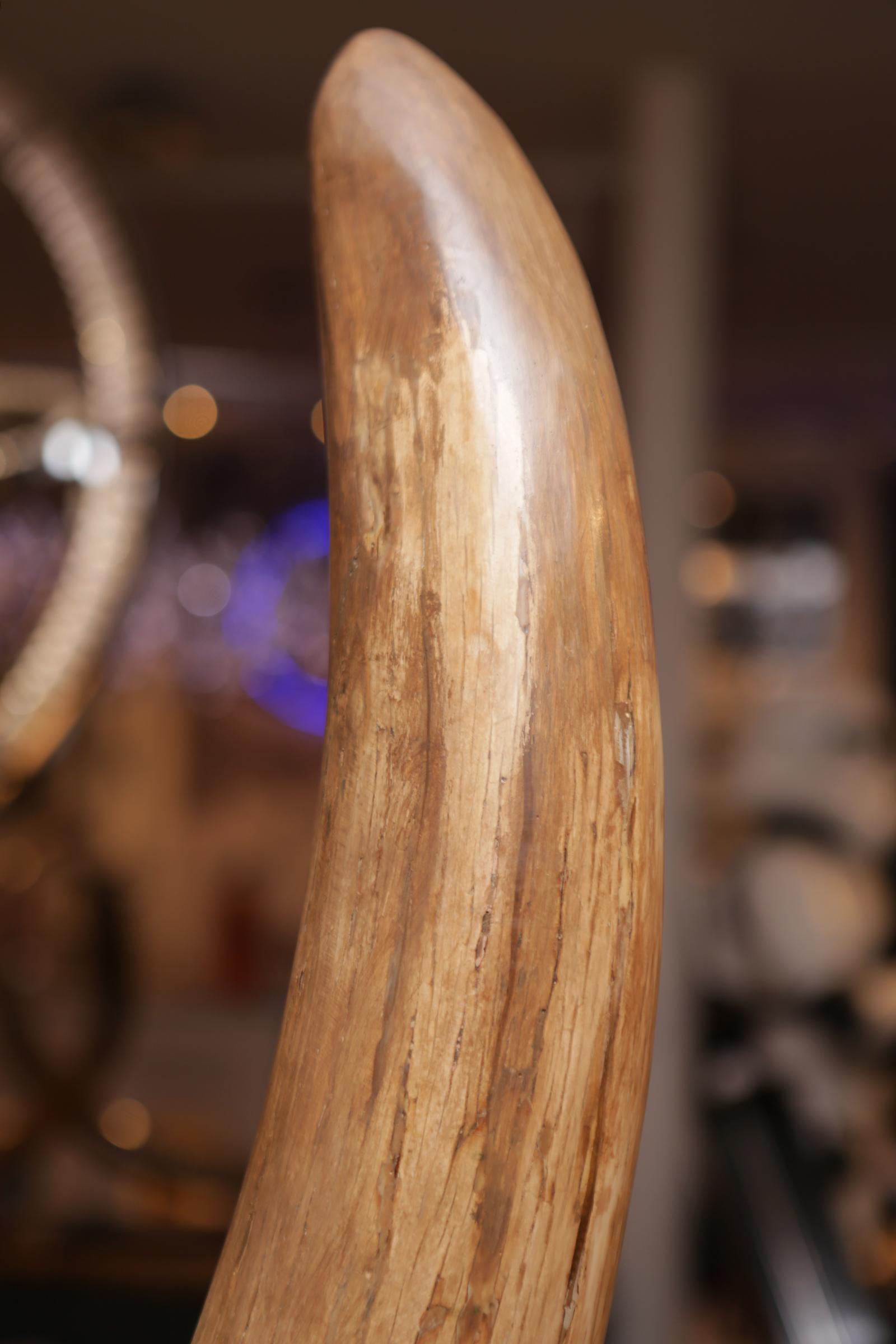 18th Century and Earlier Mammoth Pure Ivory Big Tusk