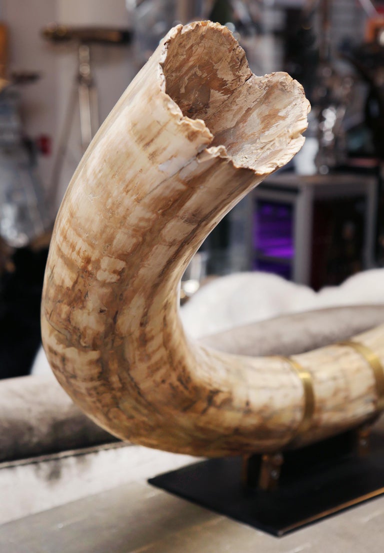 Mammoth Pure Ivory Big Tusk For Sale at 1stDibs