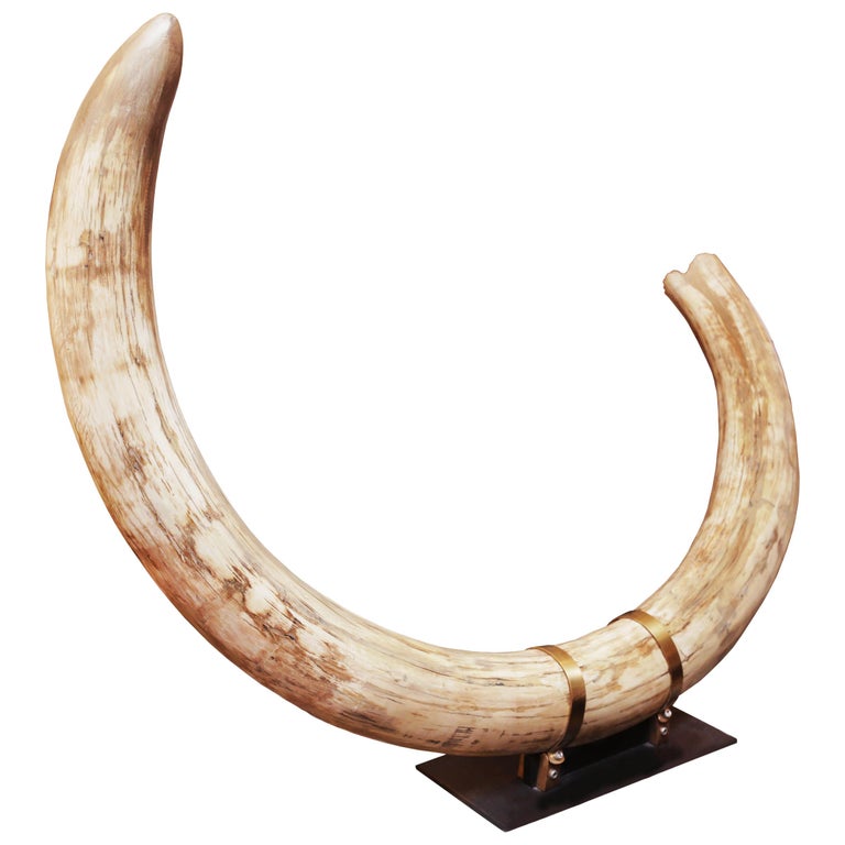 Mammoth Pure Ivory Big Tusk For Sale at 1stDibs